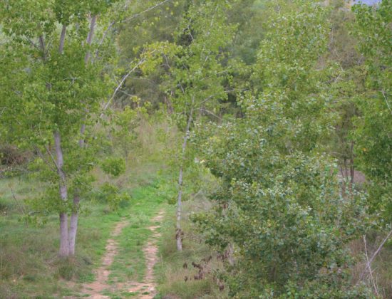 Ruta: Parque Fluvial de Pedralba